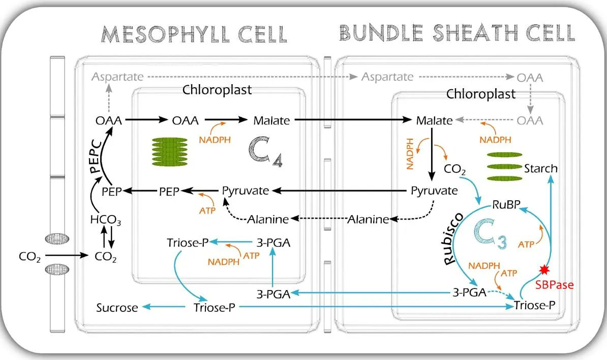 PlantPhys's tweet photo. Increased sedoheptulose-1,7-bisphosphatase content in Setaria viridis does not affect C4 photosynthesis(Maria Ermakova, Patricia E Lopez-Calcagno, Robert T Furbank, Christine A Raines, Susanne von Caemmerer) https://t.co/sfAhqKgQD4 #PlantSci @ASPB https://t.co/7G6IFhUqWq