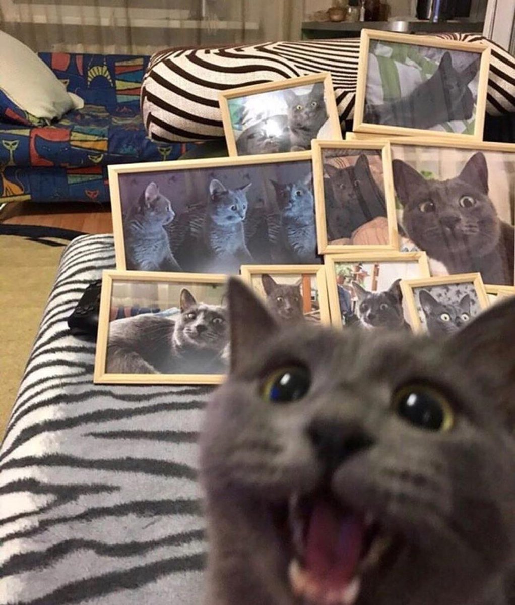 cats who share one braincell (@catbraincell) on Twitter photo 