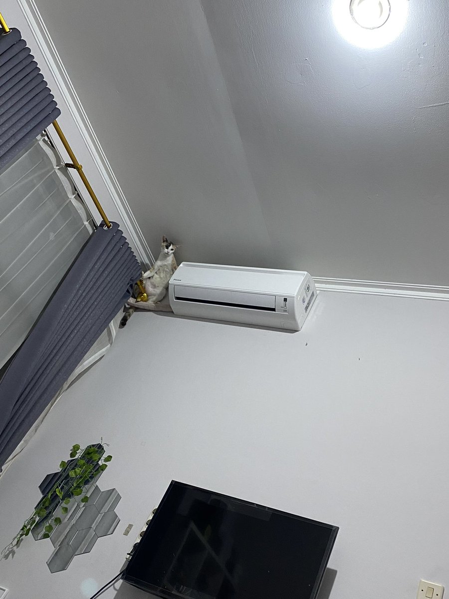 kochengfs's tweet photo. Budreg dan sakit kepala ... budreg 🐈
Wts dah wts tawar aja berapapun https://t.co/ElNpxVMBbn