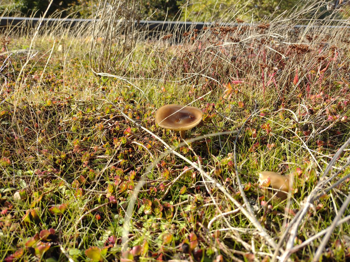 MidlandMicrogen's tweet photo. Late October Green Roof update. We have Mushrooms. #Greenroof #Nottingham #Mushrooms #Westbridgford https://t.co/6XogHD6jdQ