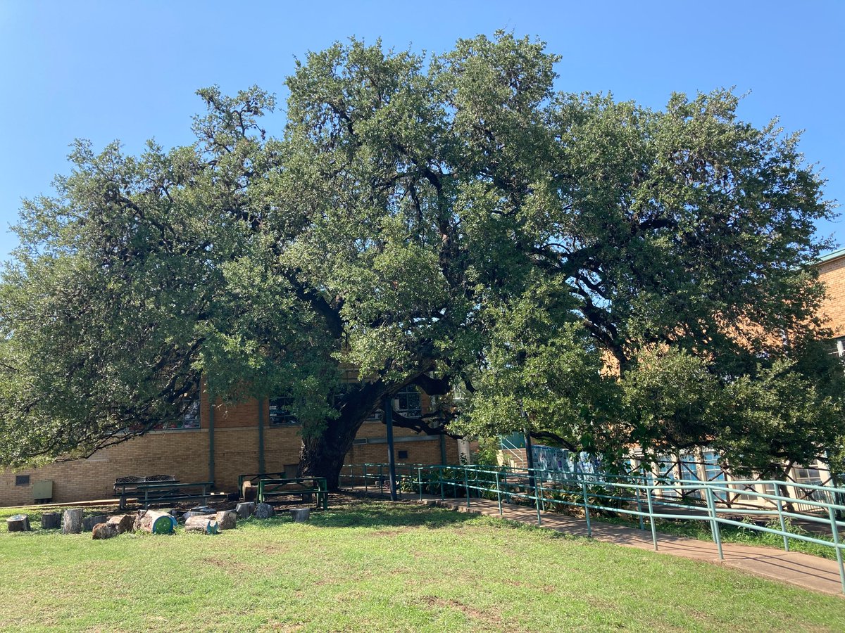 Alicia Hill tweet media