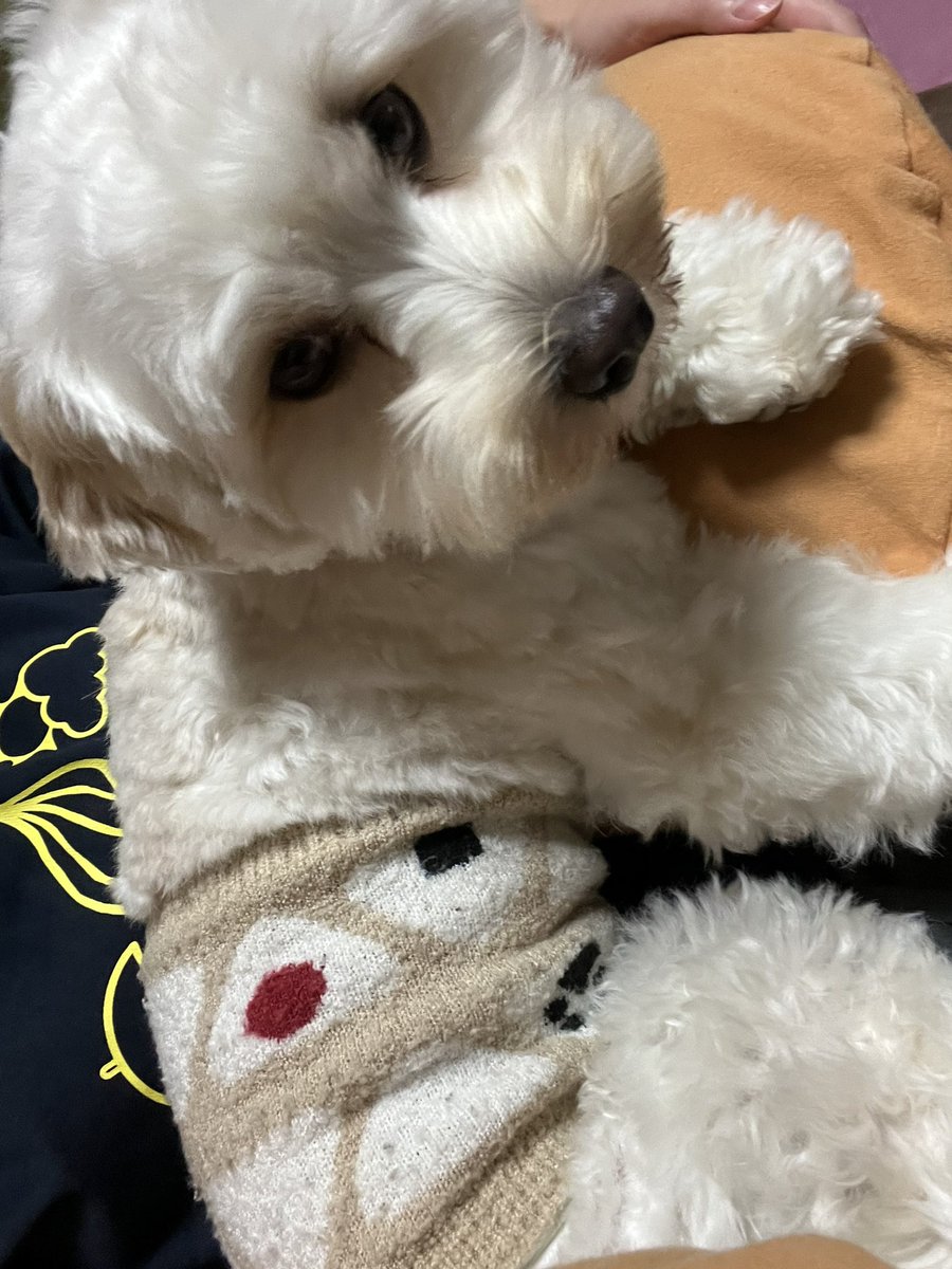 mocomaru502's tweet photo. 腹巻きオニギリくん🍙 https://t.co/L2Im99xrcZ