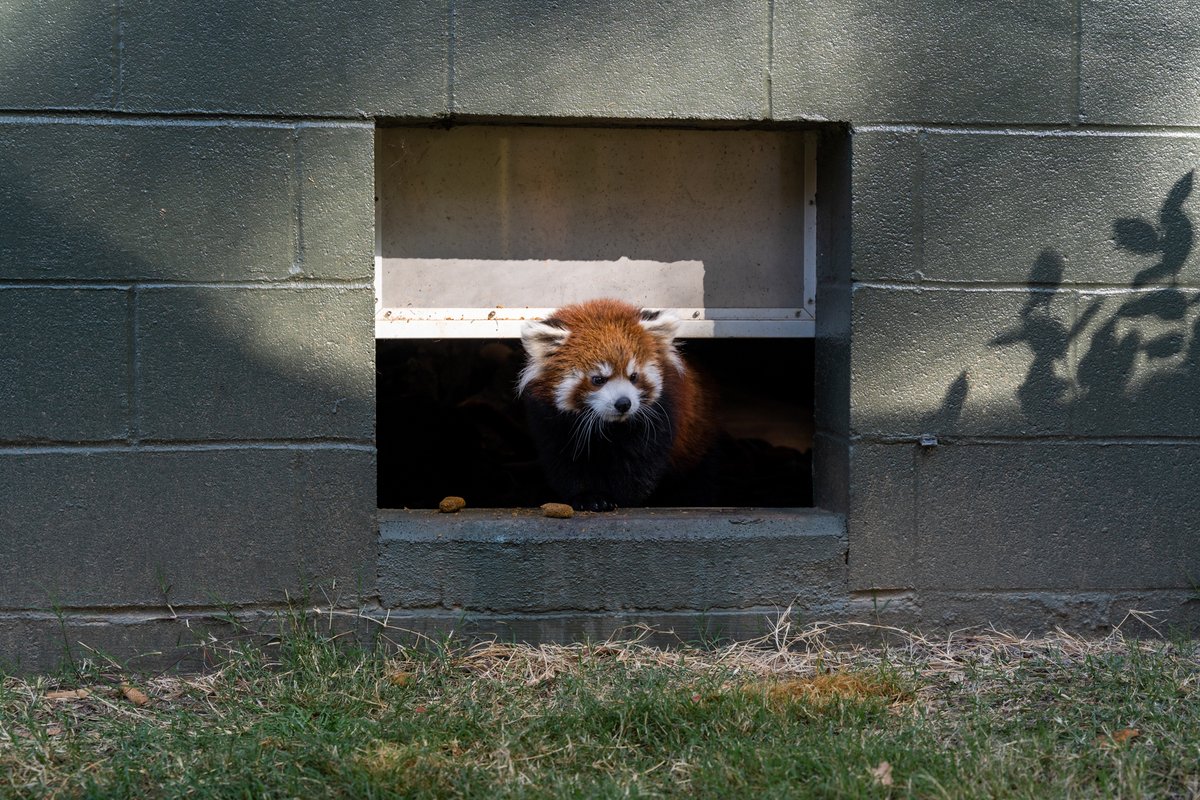 GSOSciCenter's tweet photo. Ravi got to explore the outdoor red panda exhibit for the first time yesterday!🎍

#GreensboroScienceCenter #VisitGSO #RedPanda #RaviRedPanda #RedPandaCub #TheyGrowUpTooFast https://t.co/oM1txqmKa2