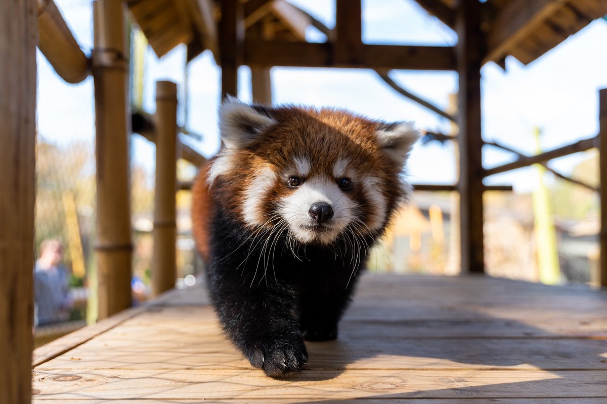 GSOSciCenter's tweet photo. Ravi got to explore the outdoor red panda exhibit for the first time yesterday!🎍

#GreensboroScienceCenter #VisitGSO #RedPanda #RaviRedPanda #RedPandaCub #TheyGrowUpTooFast https://t.co/oM1txqmKa2