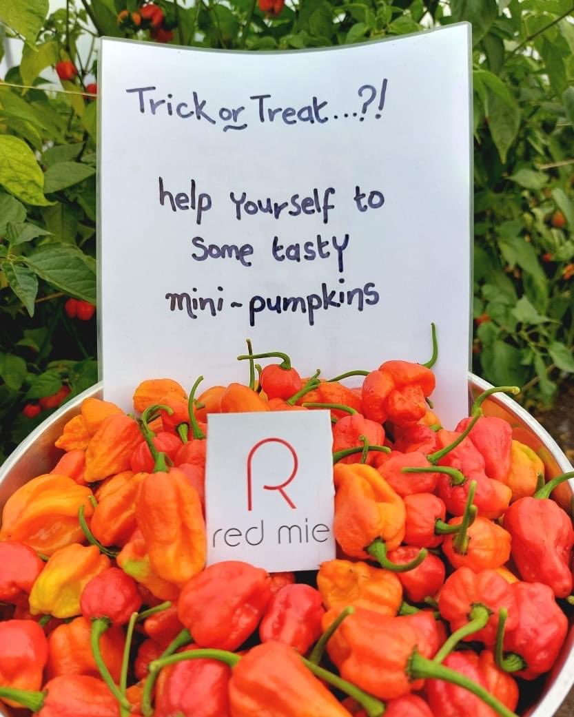 🎃Trick or...heat?!🎃It's nearly Hop-Tu-Naa &amp; the Chilli Farm is open 29/10/22 1-4pm. Pick your own &amp; put a ghost in your chilli or a reaper in your rogan! We'll have some of our sauces for sale inc the Ltd Ed Hot-Tu-Naa &amp; Hot Honey! #chillifarming #hotsauce #hoptunaa #iomfoodie
