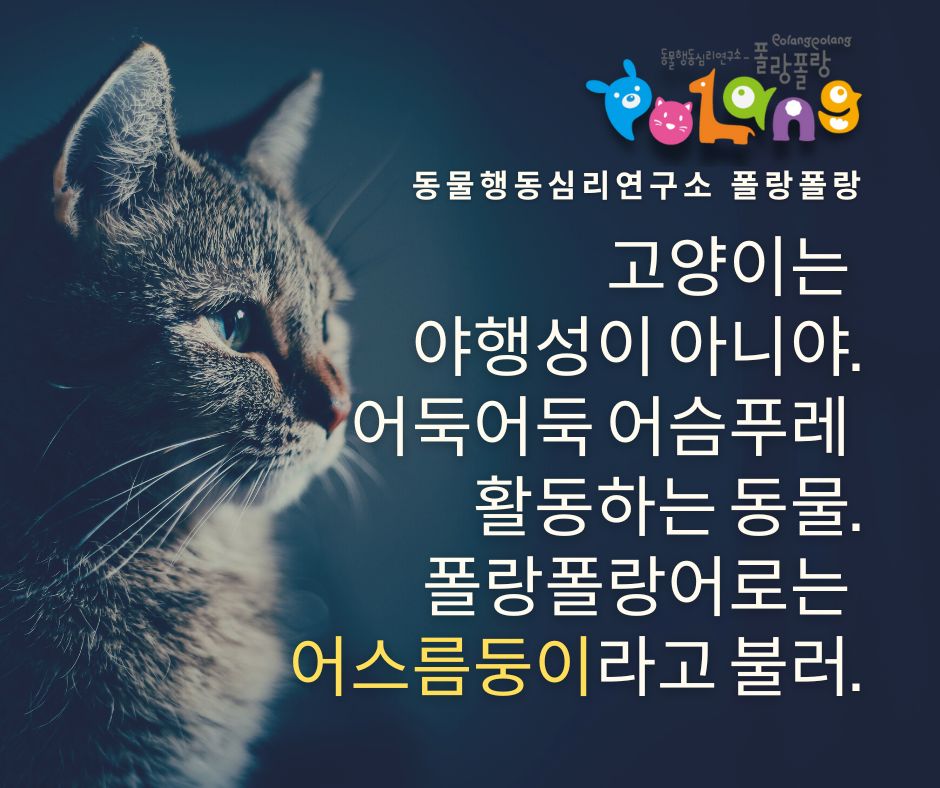 고양이는 어둑어둑 어슴푸레 활동적인 동물.
폴랑폴랑어로는 어스름둥이라고 해.

#폴랑폴랑 #동물행동심리 #고양이 #동물전문가 #고양이전문가 #동물행동심리전문가 #동물행동전문가 #고양이기르기