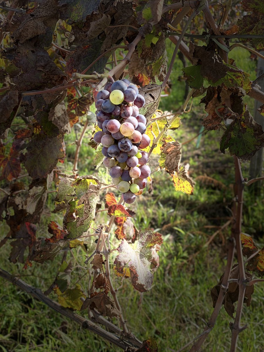 Casa Setaro tweet media