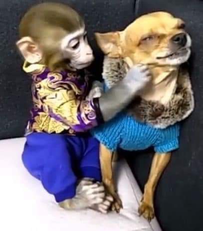 yo tratando de convencer a mi perro de que hable y que no le voy a decir a nadie: