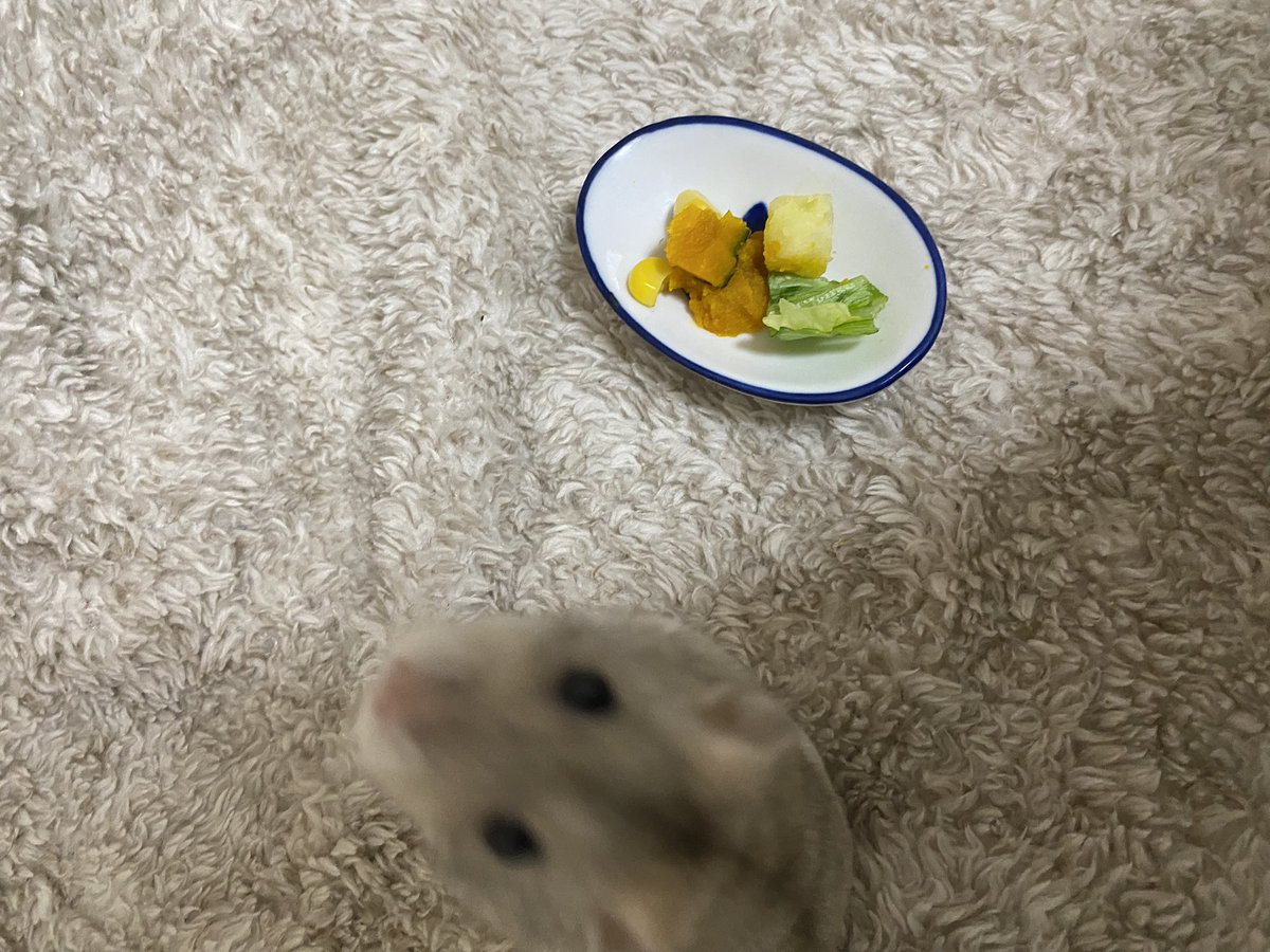 and_hamch's tweet photo. 幸せになりたい🐹🌽🌟 https://t.co/svxttHWpjZ
