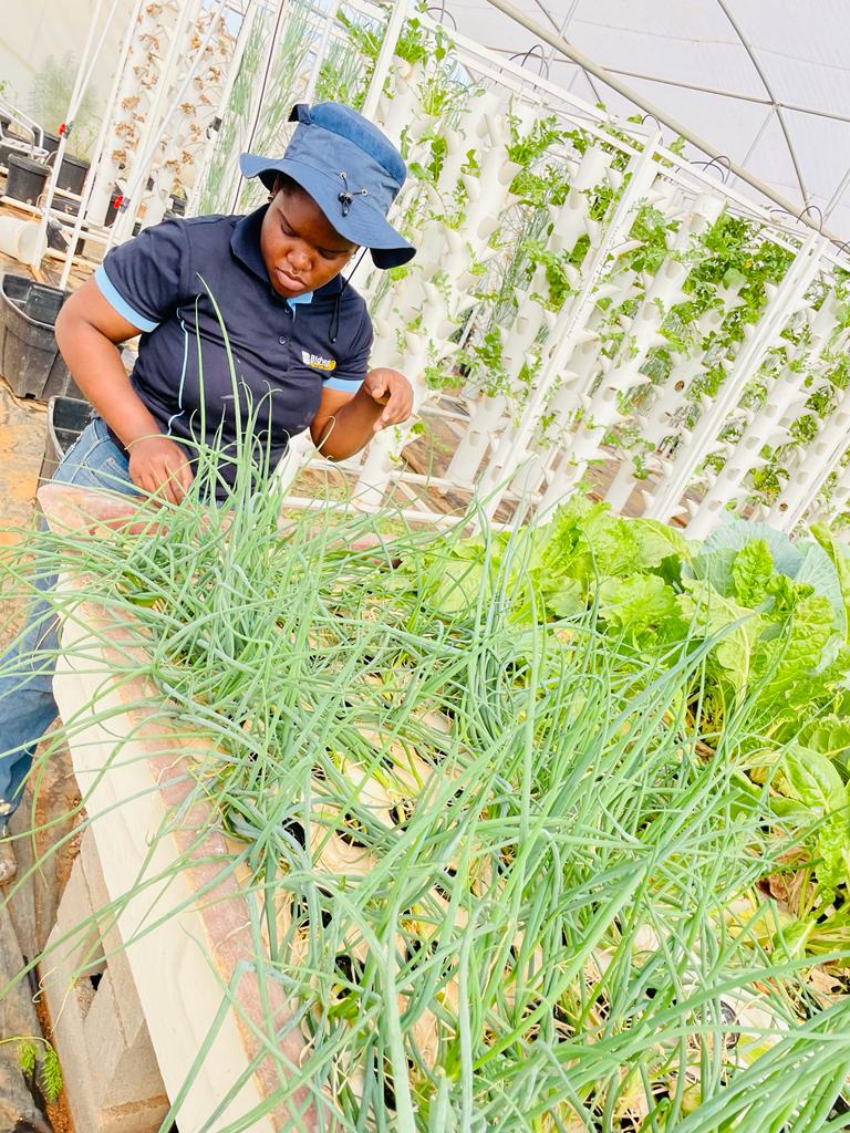 Meet our #WCW Nomcebo Chauke, An Agricultural graduate, she holds a honors degree in Agriculture. She is currently operating one of our Demo farm in protea coin, growing Rocket leaves, strawberries and varies crops on different hydroponics systems. 
#farming 
#agriculture 
#WIBC