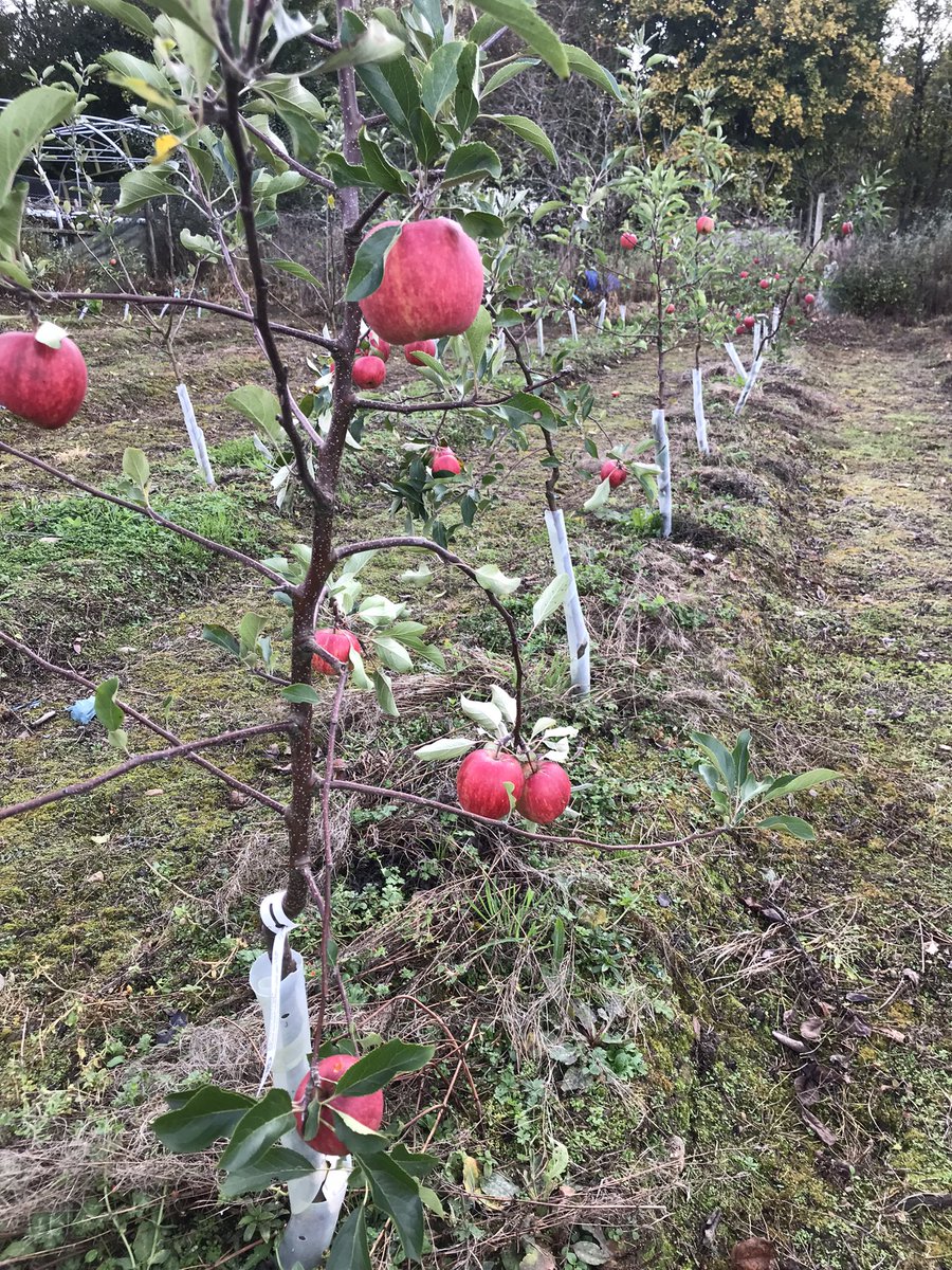 The first apples RedFalstaff in our new orchard.  #exeterfarmersmarket. <a href="/Exeterfarmarket/">Exeter Farmers Market</a> #devon #apples
