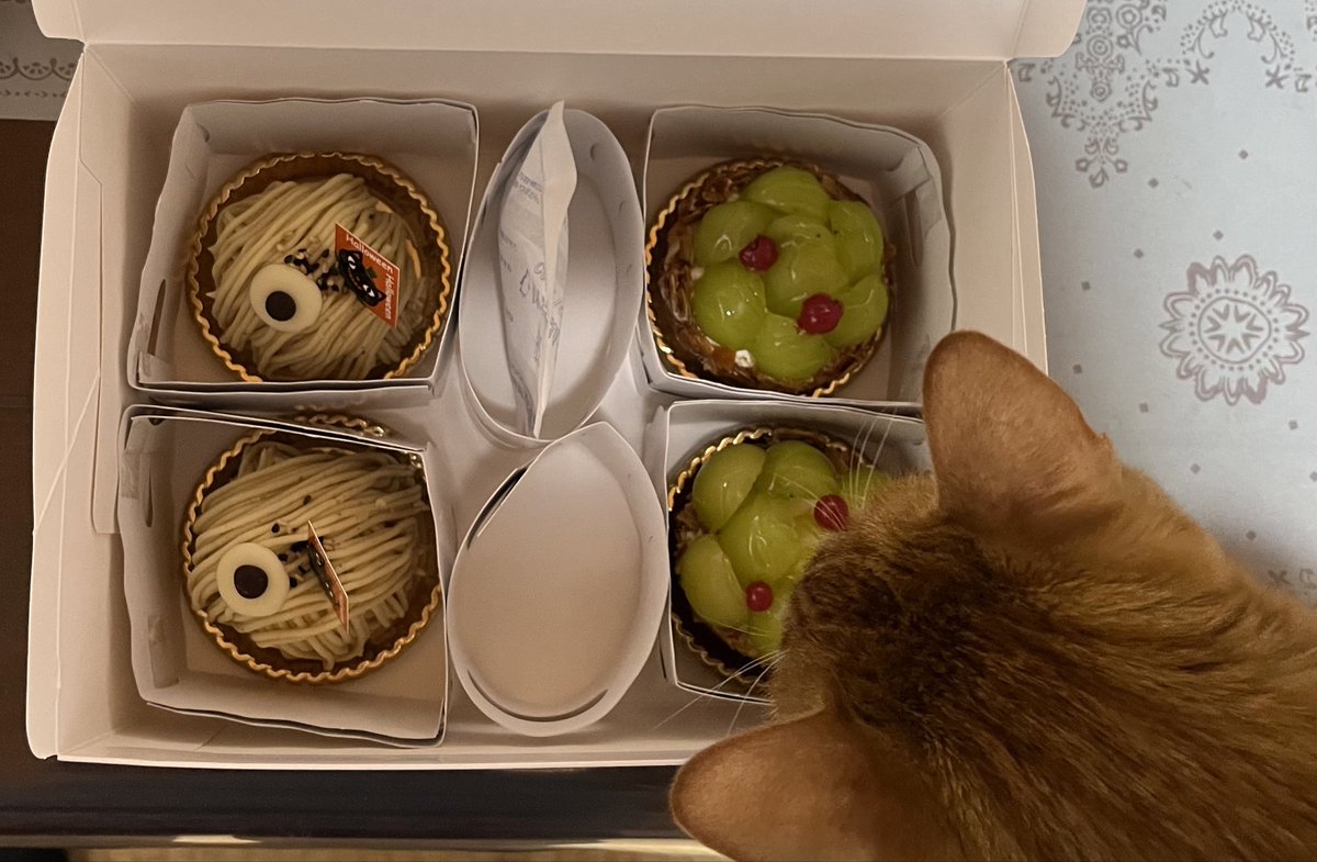 yumiamn's tweet photo. #ボンシック
#bonchic のケーキ🍰
いい匂い〜😺
食いしん坊の茶トラ君も
気になって覗きに来ました👀
こんな時間に食べたらアカンなぁと思いながら
今日はマスカットのタルトをいただきました😋
明日はモンブラン🌰✨
😁😁😁 https://t.co/A3SKrRTILa
