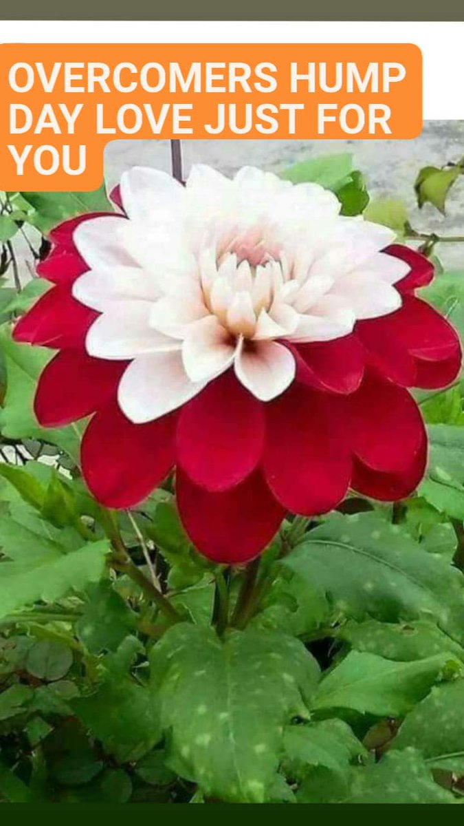 OVERCOMERS HAPPY HUMP DAY