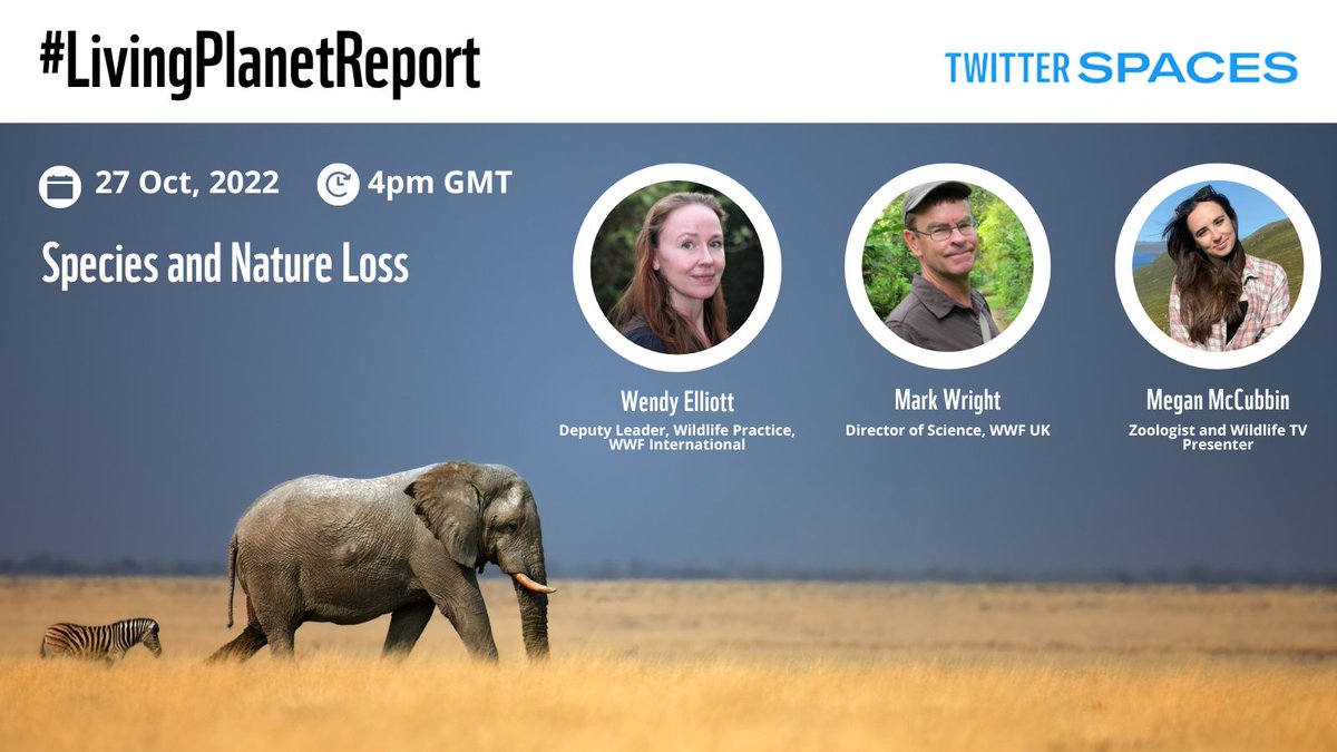 The #LivingPlanetReport reveals that global wildlife populations have plummeted by 69% on average since 1970. The staggering rate of decline is a severe warning that nature is in crisis. Join us,<a href="/WWFLeadWildlife/">Margaret Kinnaird</a> &amp; <a href="/MeganMcCubbin/">Megan McCubbin</a> on 27 Oct- 4pm GMT via #TwitterSpaces to hear more.
