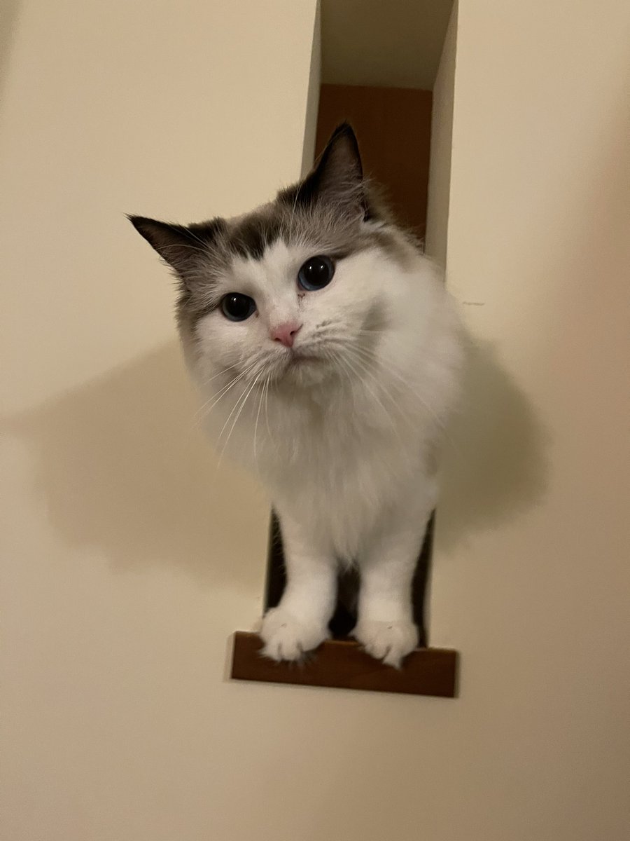 #歳をとるほど可愛くなる猫動画投稿キャンペーン 

まるちゃん
4歳