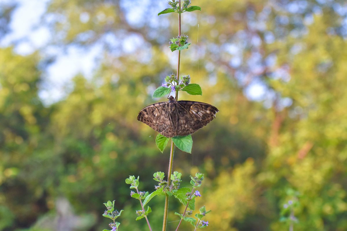 ShivaJmc12's tweet photo. When Beauty gets a Sacred Place! 

#owlmoth #SaveButterflies #savemoths #butterflies @pargaien @UKNikon #indiaves @Natures_Voice #ThePhotoHour @NikonIndia #BBCWildlifePOTD @NatGeoIndia @DiscoverKorea_ @lonelyplanet @AnimalPlanet @WildlifeMag @WildlifeMag @natgeowild #nature https://t.co/9GHGplSo8B