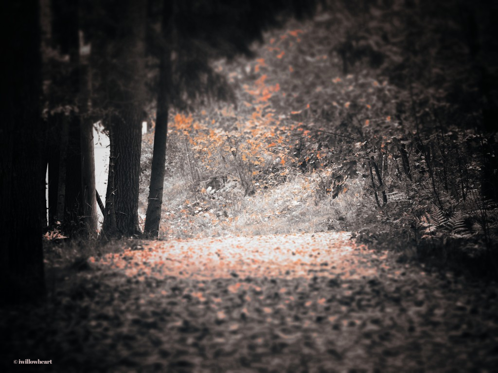 iwillowheart's tweet image. Dancing to a different tune

#naturephotography  
#naturepath 
#autumn
#trees