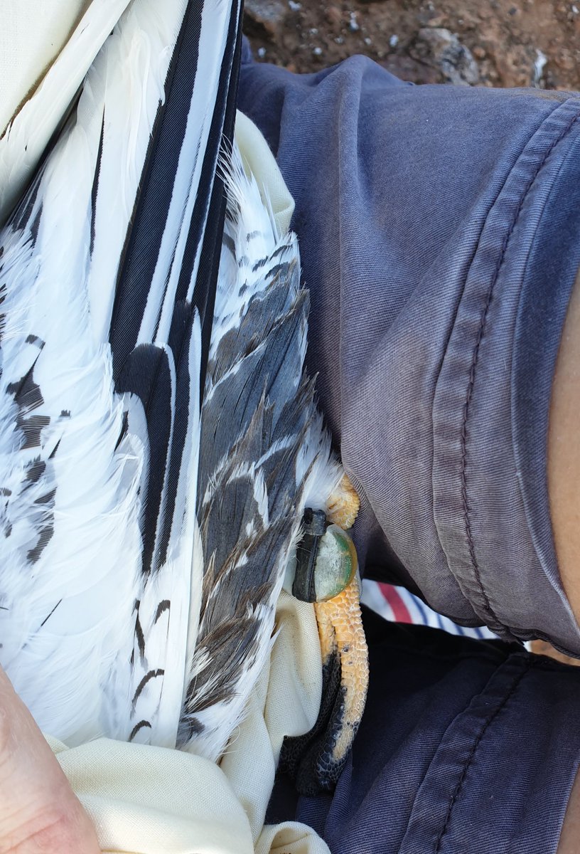 AnnaleaBeard's tweet image. Surprise find for the day... a long lost #geolocator on a red-billed #tropicbird deployed in December 2018! #biologging #StHelena #seabird #conservation