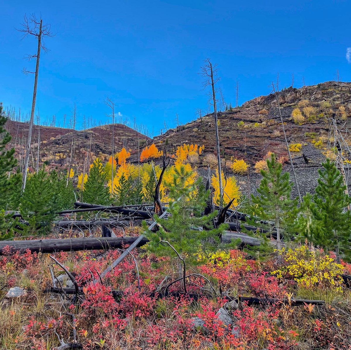 TimesWilderness's tweet photo. "I snuck out for an evening on a trail in the Absaroka Mountains and was overjoyed with the wonders seen in five total miles."
- @Exotichikes
#Absaroka #fallcolors #amazing https://t.co/dNGCxqZi4u
