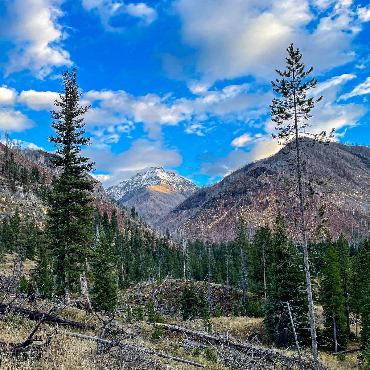 TimesWilderness's tweet photo. "I snuck out for an evening on a trail in the Absaroka Mountains and was overjoyed with the wonders seen in five total miles."
- @Exotichikes
#Absaroka #fallcolors #amazing https://t.co/dNGCxqZi4u
