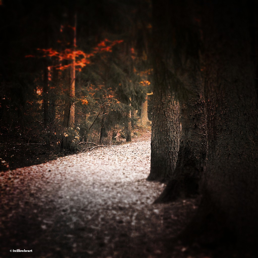 iwillowheart's tweet image. Lined up

#naturephotography 
#naturepath 
#autumn 
#trees