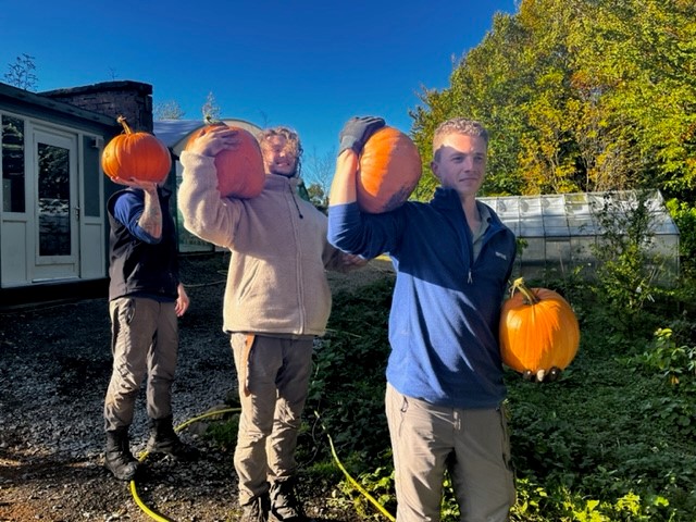 Pumpkins picked, off to the Tearoom for Chef to turn into Pumpkin Curry...come and enjoy..... #pumpkinseason #garden #AutumnVibes #yorkshire