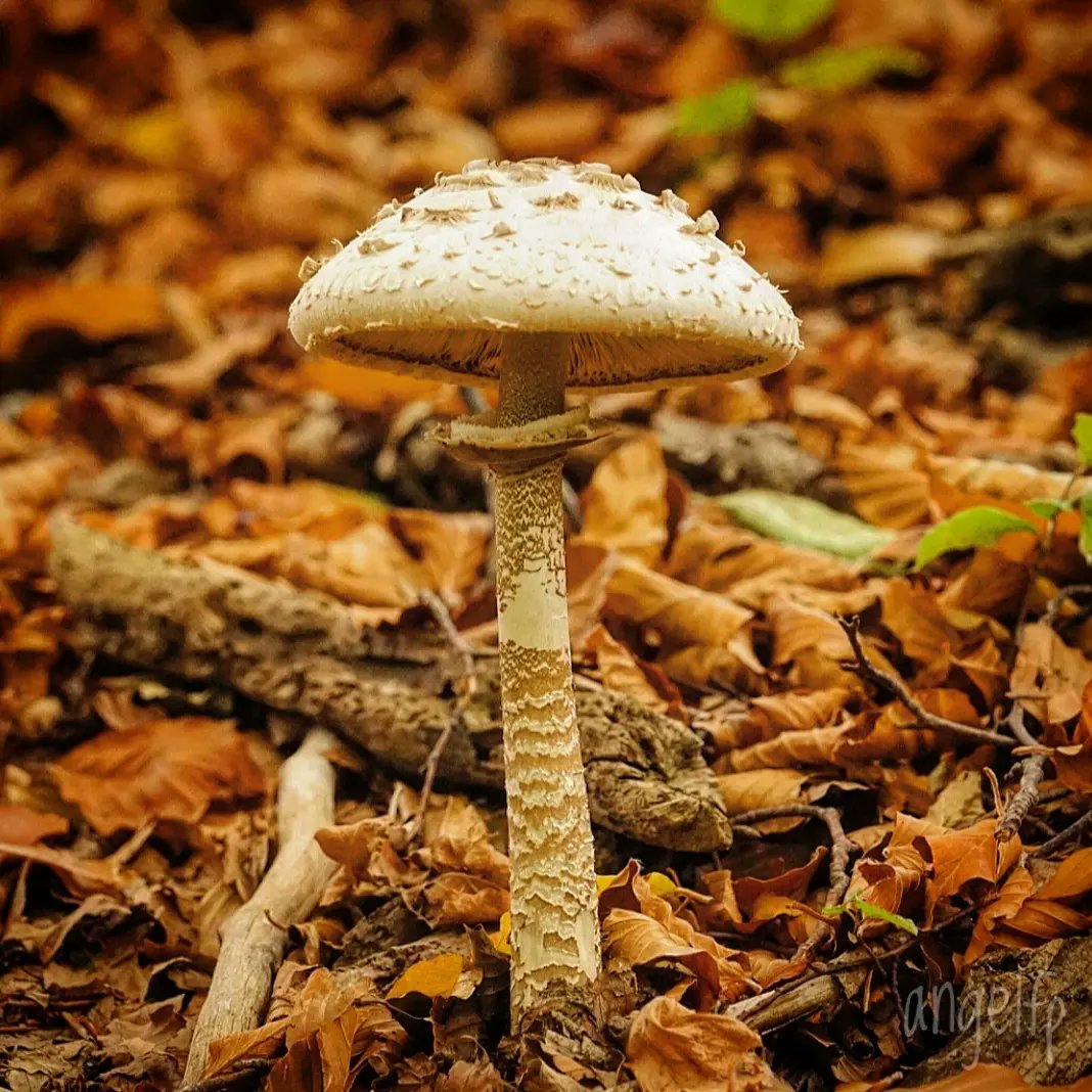 #Valledetena 😍❤️💚💛🍁🍂🍄