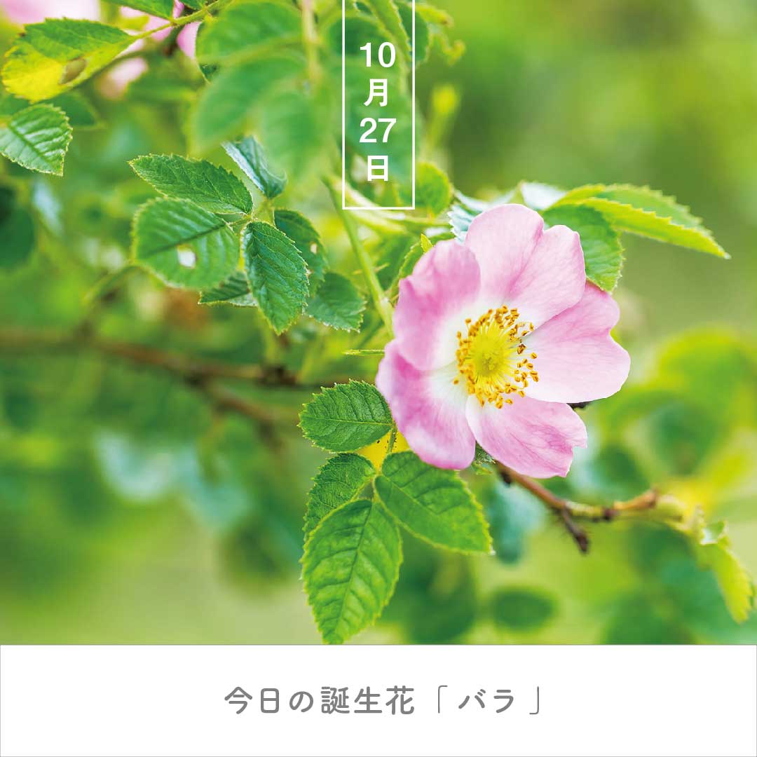暦生活 今日の誕生花は バラ 薔薇 スイート ブライヤー 花言葉は 慎ましやか です ワイルド ローズのひとつで 学名はロサ エグランテリア 若葉にリンゴのような爽やかな香りがあります 誕生花日めくり 23 ができました
