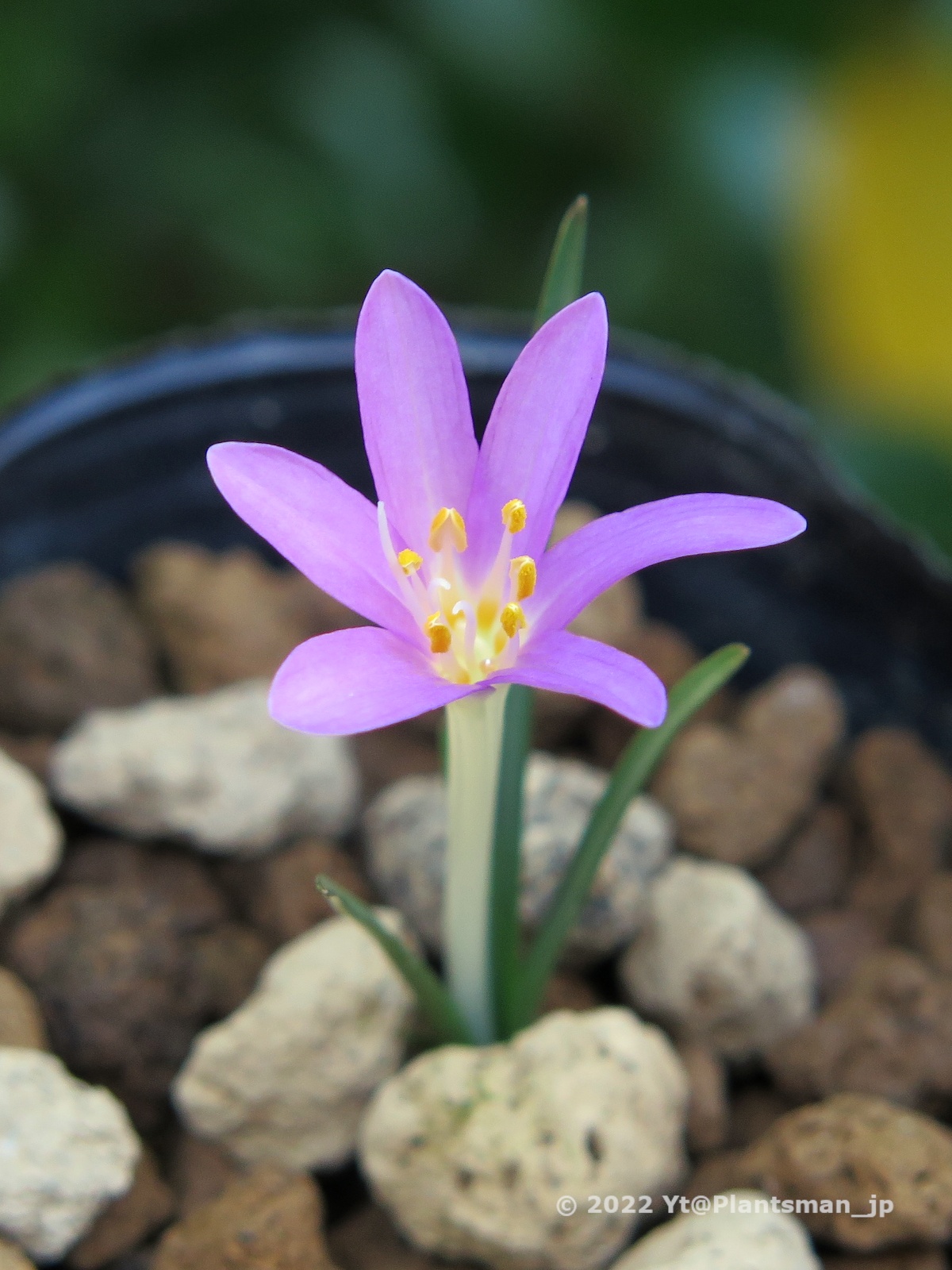 yt-on-twitter-seems-a-kind-of-colchicum-from-a-seed-packet-labelled