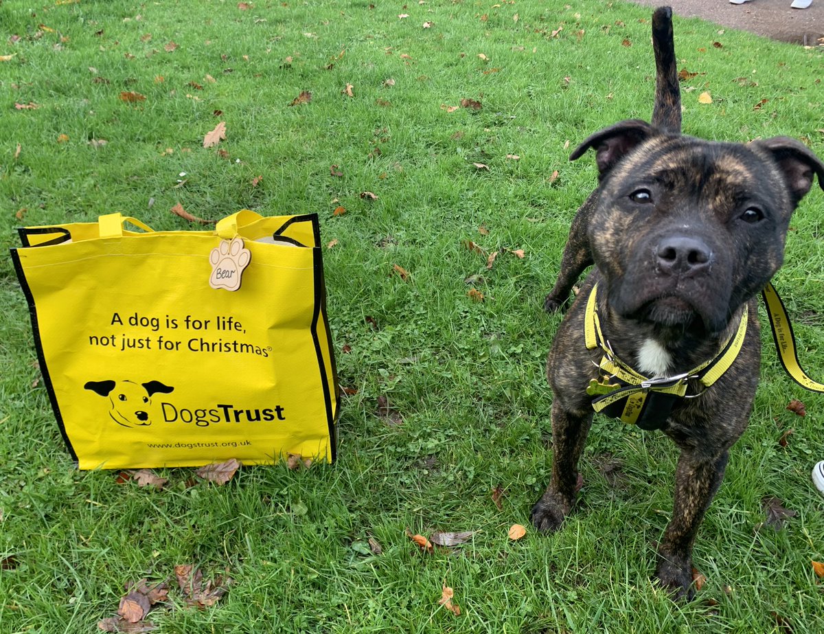 Bear 🐻 had to say a bittersweet farewell to his fantastic foster carers and pack his bags 💼 to set off home 🏡 to have many adventures with his new family 💛🐾 @dogstrust #adoptdontshop #bagpacked #foster #homefromhome #yogibear #bestdayever