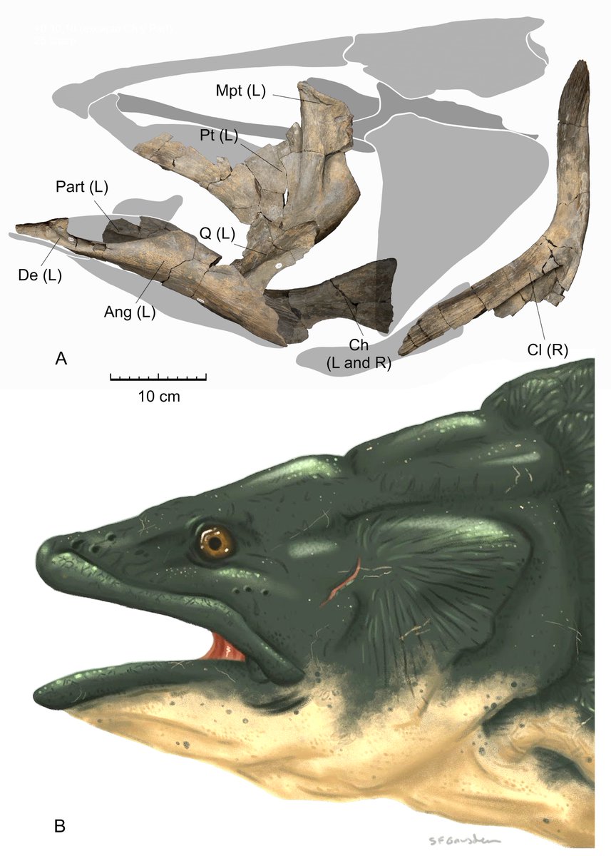 PabloTorino4's tweet photo. Glad to announce our last paper about an enigmatic mawsoniid #coelacanth from @TEC_Kimmeridge Museum, found in the Jurassic coast of England!
Very grateful with British colleagues Shane Gausden, Steve Etches, Katy Rankin, John Marshall and @NeilJGostling

https://t.co/jRqFDqMYV7 https://t.co/4a0CRy4HdB
