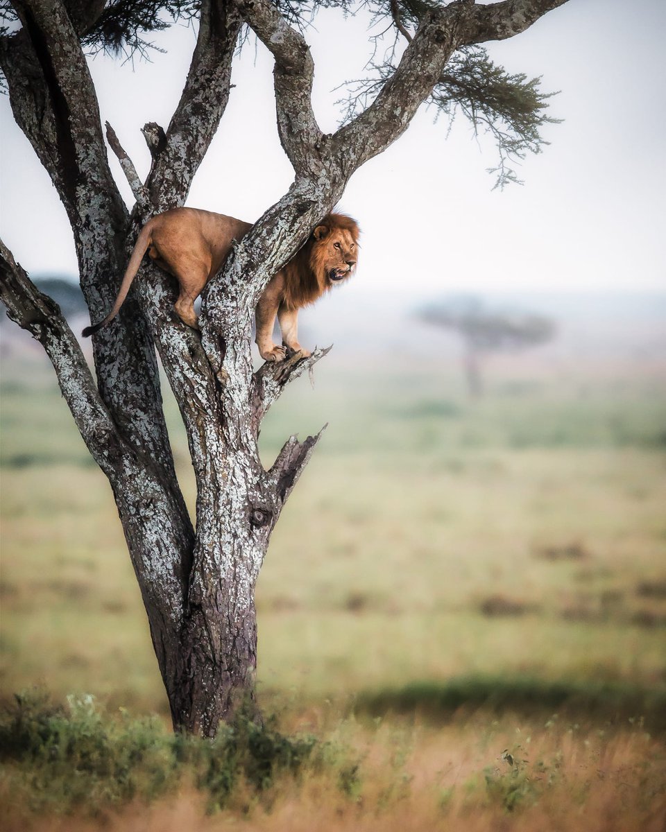 SerengetiMCamp's tweet photo. Authority | Dominance |Supremacy
Think Higher, feel deeper.
📍Serengeti Migration Camp
#Safari #Lion #migration #luxury #ElewanaMoments #ElewanaCollection https://t.co/CvrR8HXl1P