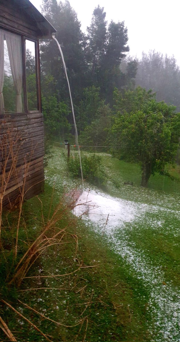 Monique van der KZN 🇿🇦 tweet media