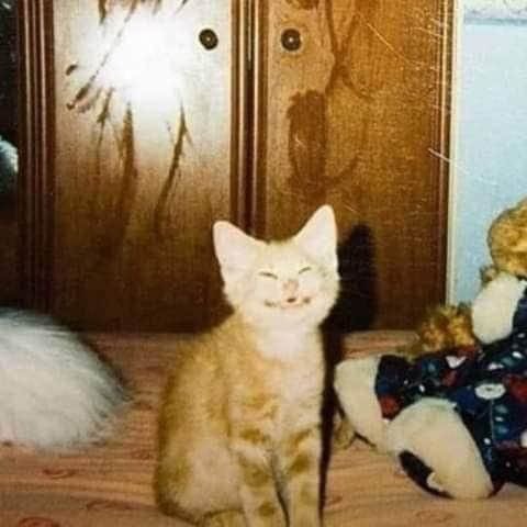 linoascats's tweet image. oh thank you for 12k!!!💛🎉