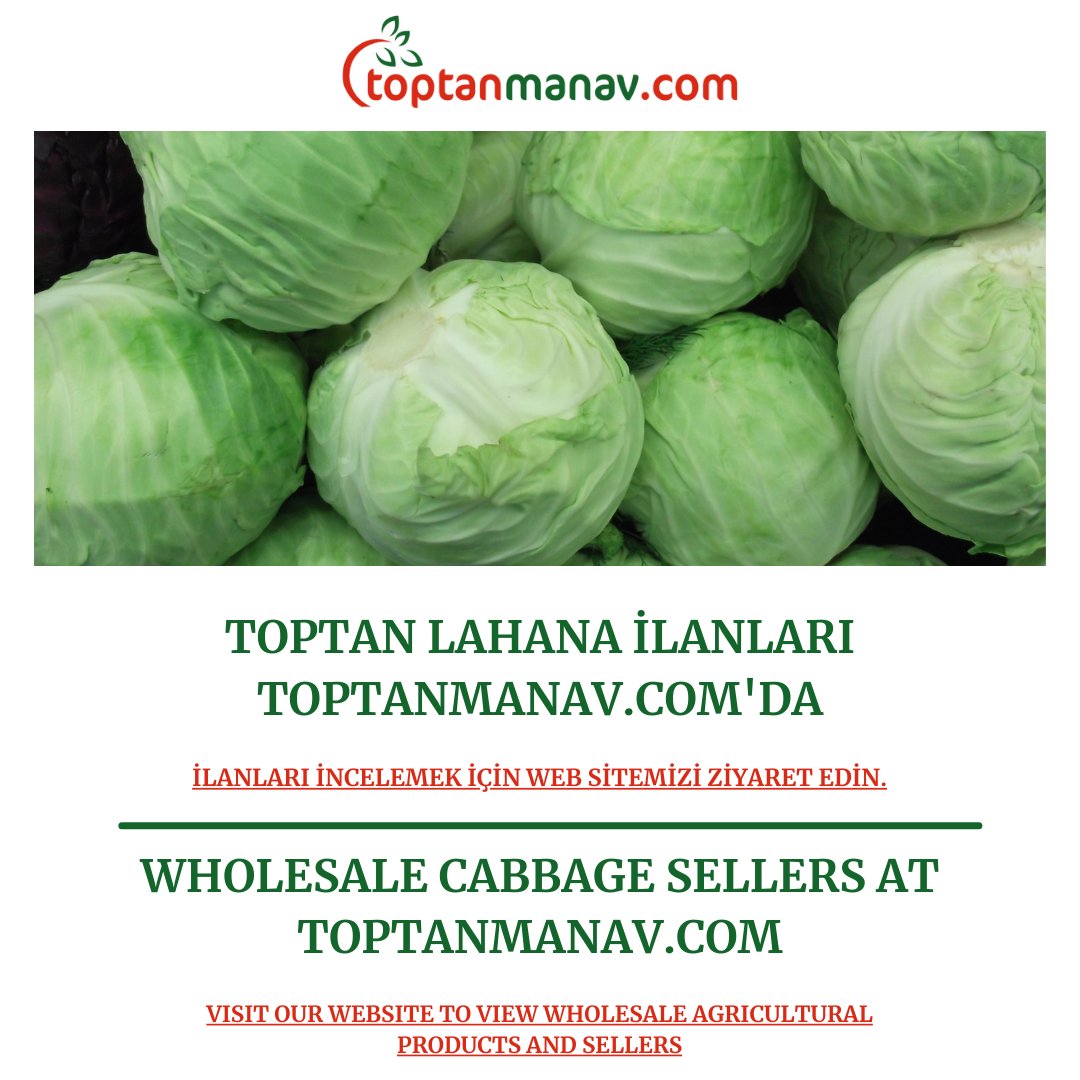 toptanmanav's tweet photo. Lahana hasadı devam ediyor. İster hasattan önce, ister hasattan sonra lahana ilanı verin. Alıcılar sizi bulsun. Toptan lahana alıcıları ve satıcıları burada.

👉🌐 https://t.co/aX1KjZ7QRx

#lahana #toptanlahana #lahanaüreticisi #lahanahasadı #tarım #bayrampaşameyvesebzehali https://t.co/9VlIvH8OoO