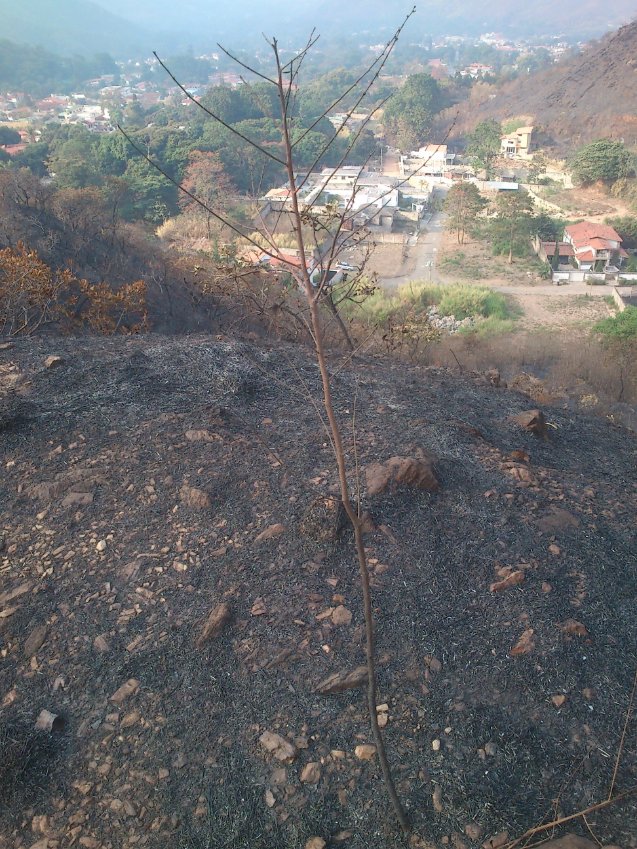 sembramostodos's tweet photo. Imágenes de archivo, año 2013, sector Potrero, #Palmarito #Maracay tras el incendio forestal que devastó sus zonas montañosas. En la primera toma a la izquierda como referencia, sede brigada de tragahumos de Palmarito. Las llamas destruyeron mucha de la vegetación en la cuenca https://t.co/qxaB4Bz6IU