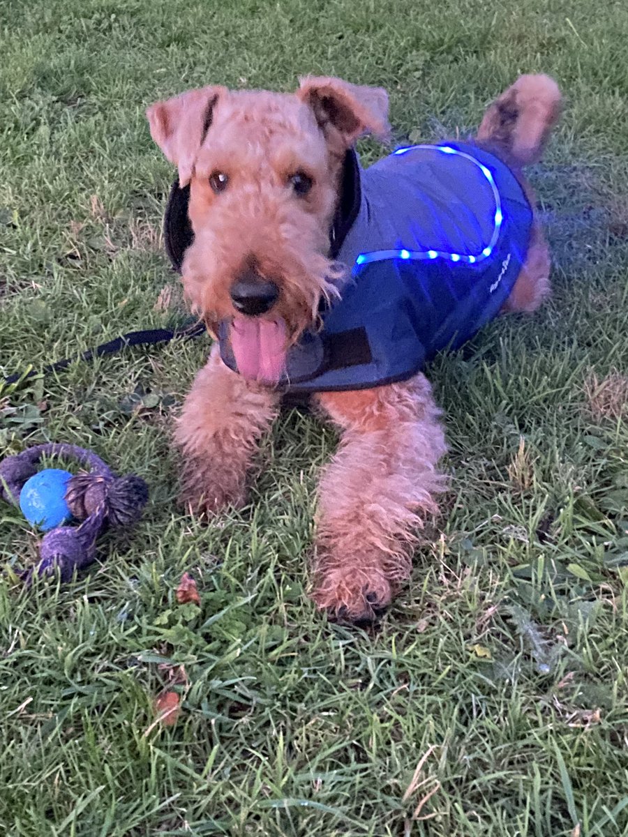 TrudiMCameron's tweet photo. Fun in the dark #privatefieldhire #poppythelittlestairedale #autumnplaytime #airedalesofinstagram #airedaleterrier #airedalecommunity #flashingjacket https://t.co/tIxrJKiSVa