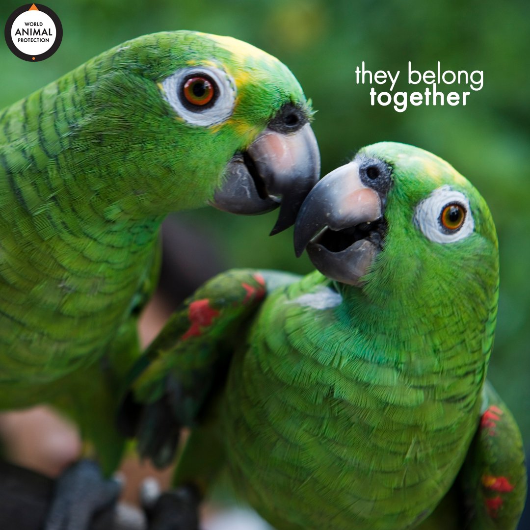 Wild animals are not pets. ❌ 
Wild animals belong in the wild. 🧡🦜