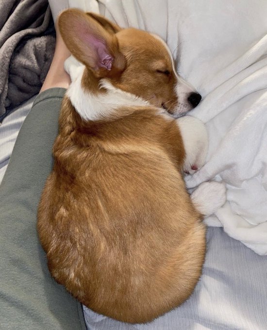 why can’t this be me
#Corgi #CorgiCrew #dogsoftwitter