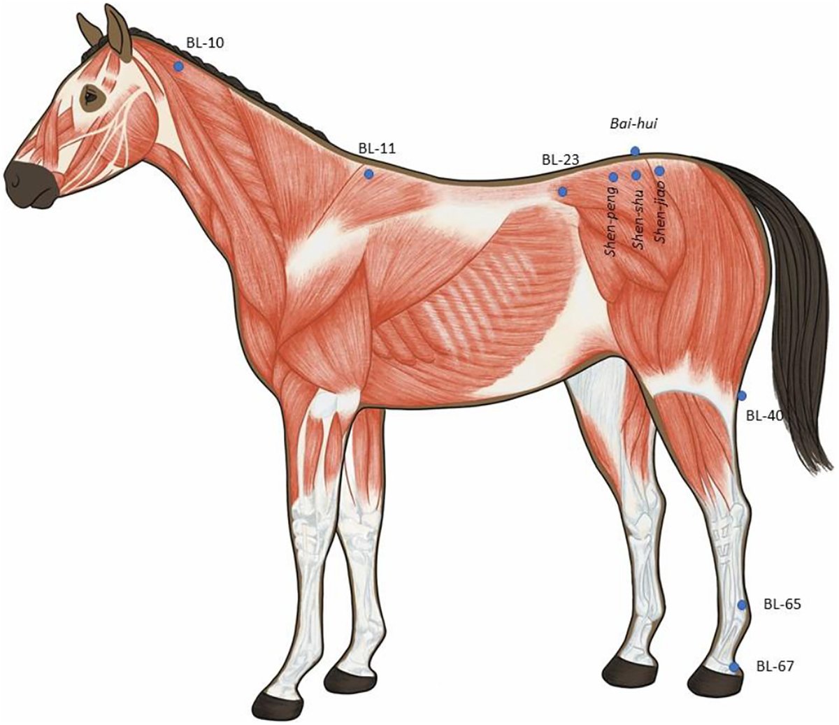 Tweet by UFVetMed