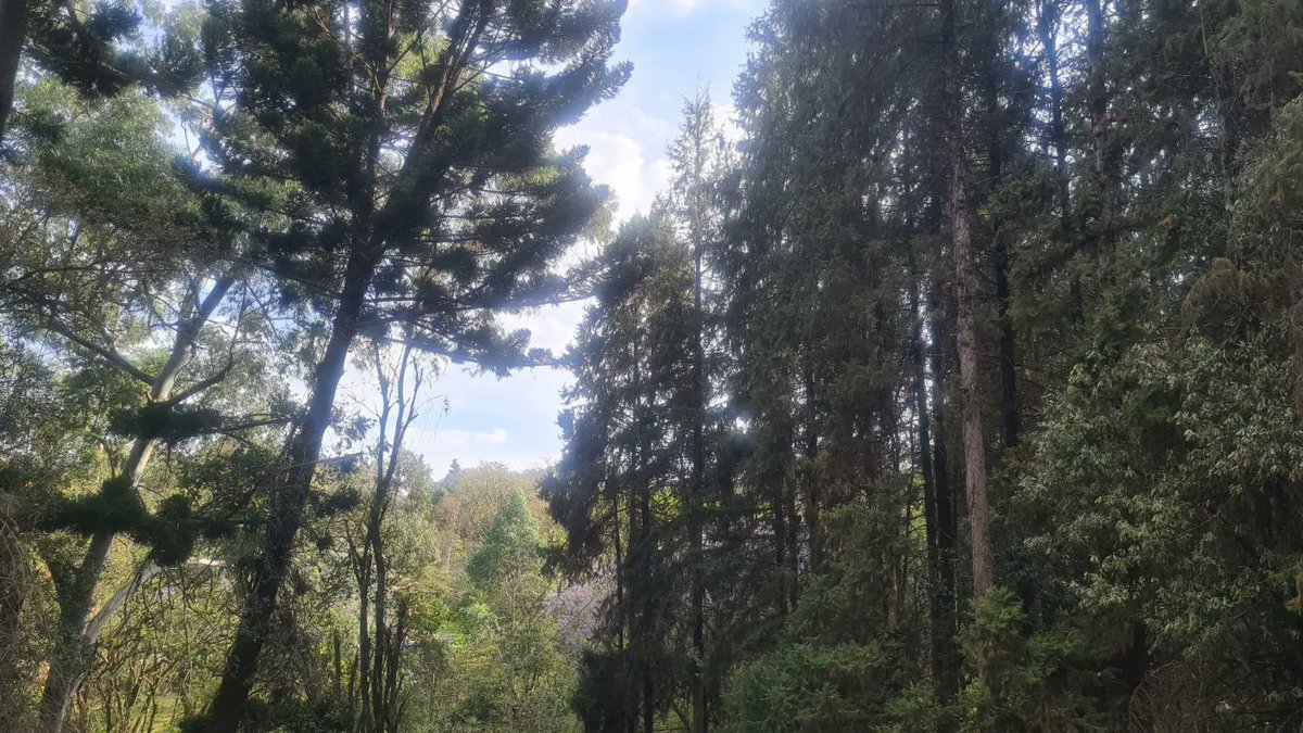 _JeffKinyanjui's tweet photo. Karura Forest is always my to go to place whenever I need to decompress. 

Big shout out to @WangariMaathai and everyone else that ensured the forest is not grabbed and those working hard to protect it like @karurafriends 👊

#NatureLover
#ForestLovers
#ForestRunners https://t.co/4sYqYwsQ31
