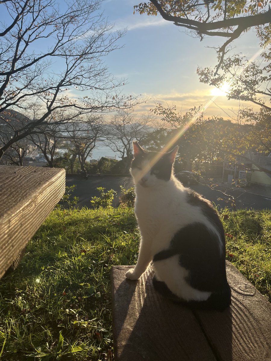 北九州の猫ちゃん 展望台に行くと何だかんだで猫ちゃんがいるから上まで登るのが密かな楽しみになっていた九州