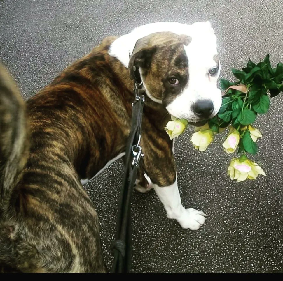 Aireworth Dogs 🐾 tweet media