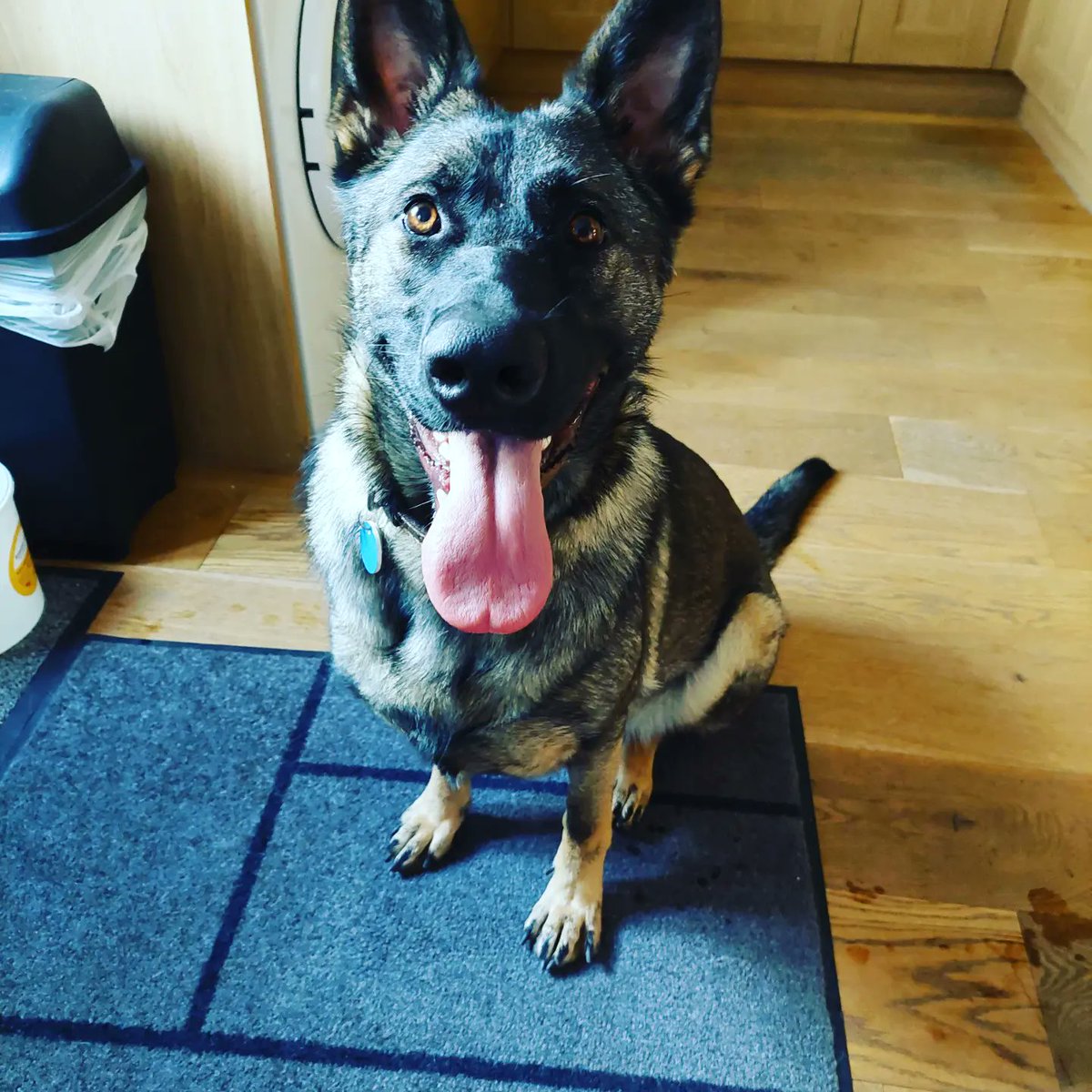 Aireworth Dogs 🐾 tweet media