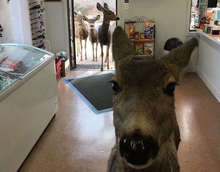 A Deer walked into a store in Colorado. The owner gave him some cookies and he left. After half an hour he was back with his whole family!