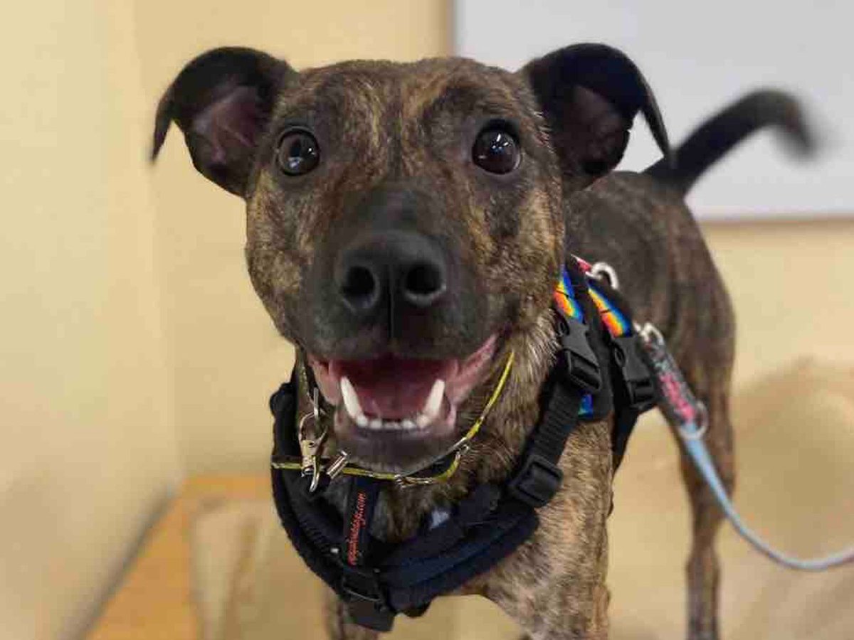 Please retweet to help Pippa find a home #EVESHAM #WORCESTERSHIRE #UK 

Aged 5-7, Pippa is looking for a quiet, adult home as the only pet. She will want to meet you a few times before going home. 

DETAILS or APPLY👇
dogstrust.org.uk/rehoming/dogs/……………

#dogs #pets #dogsoftwitter