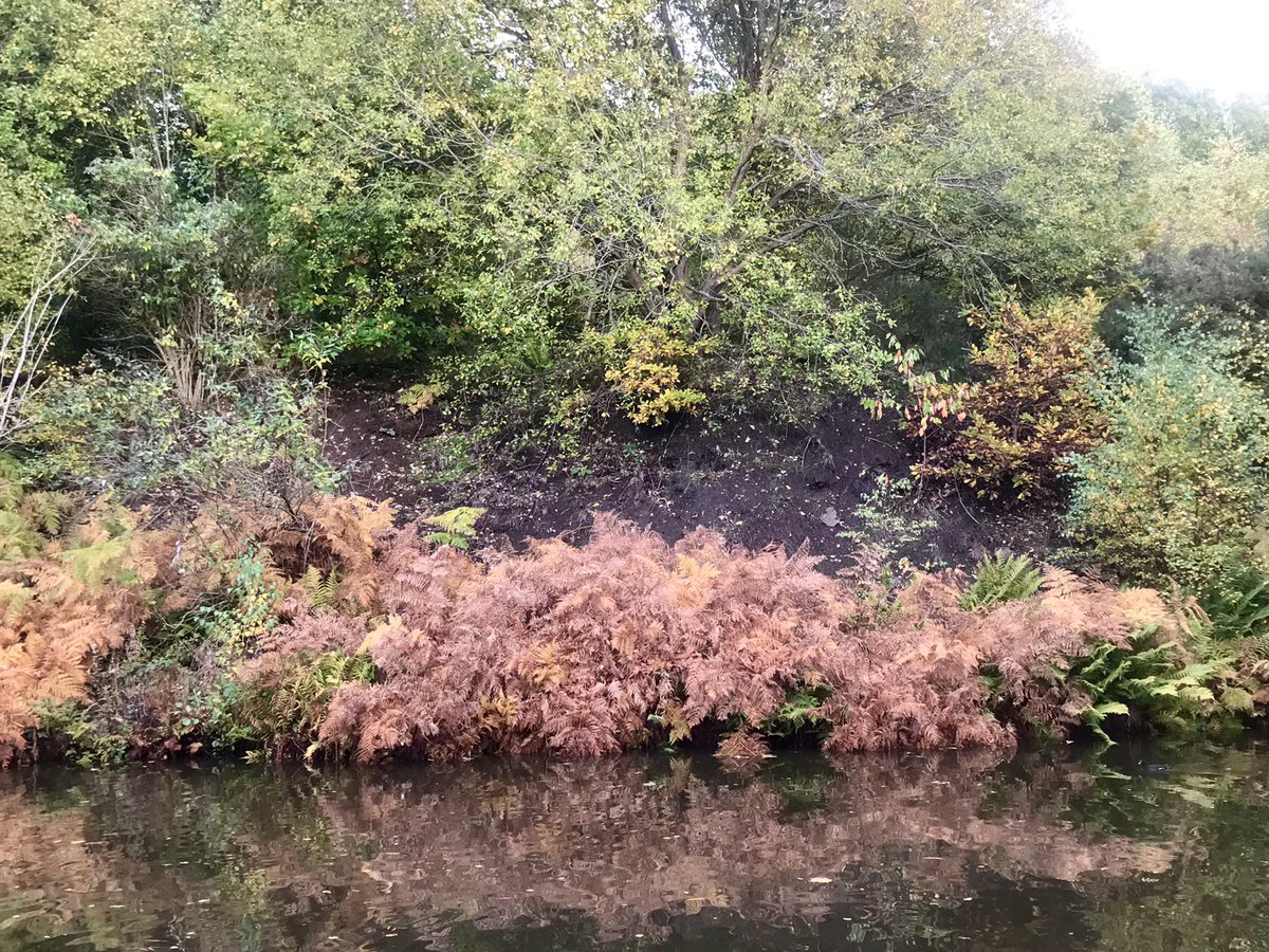 coal_legacies's tweet photo. Old #waste tips from the #Combeswood Tube Works, #Halesown on the banks of the Dudley No. 2 #Canal peeking through the underground #towpathtrails #explore https://t.co/IU2uFsux4t