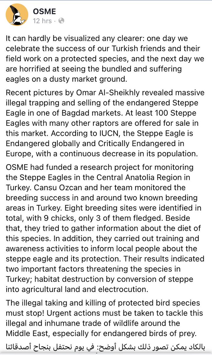 _OSME's tweet photo. Heartbreaking news from #Iraq (via Facebook). Steppe Eagles are magnificent birds and thought to be declining rapidly. Currently listed as globally Endangered. OSME have supported several projects through our Conservation Fund. https://t.co/azOwSUPoWF