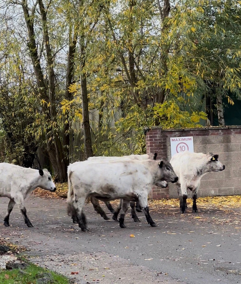 Mounts & More tweet media