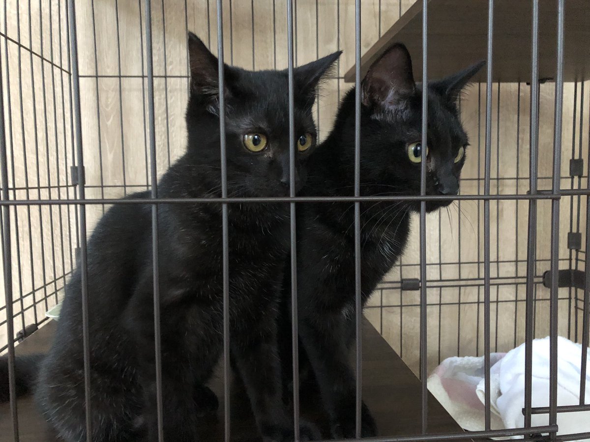 ともよし tweet media